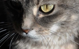Tiere